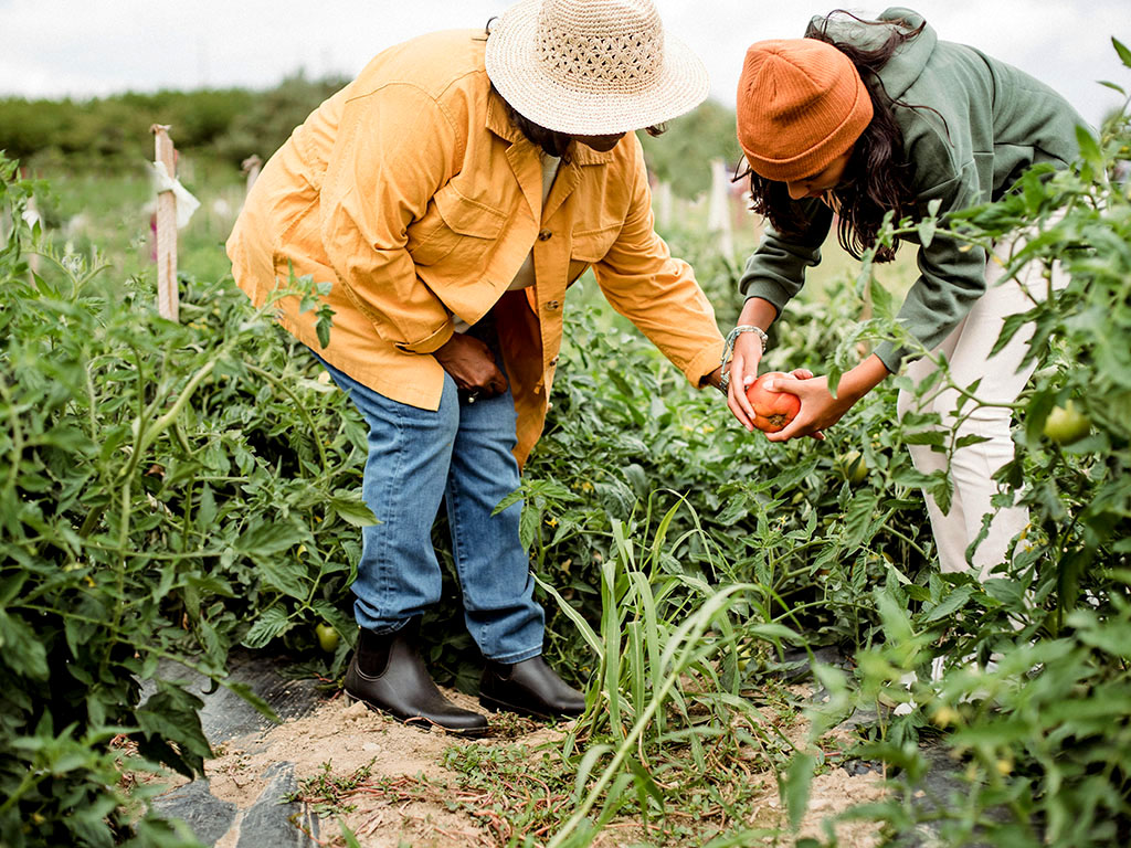 Zwei Frauen stehen auf einem Feld und ernten Tomaten.